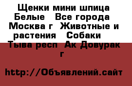 Щенки мини шпица Белые - Все города, Москва г. Животные и растения » Собаки   . Тыва респ.,Ак-Довурак г.